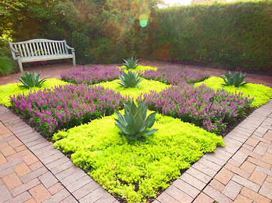 Groundcover-Creeping-Sedum-Neon.jpg