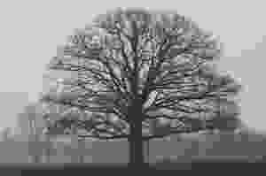 Tree | Image courtesy of Pexels