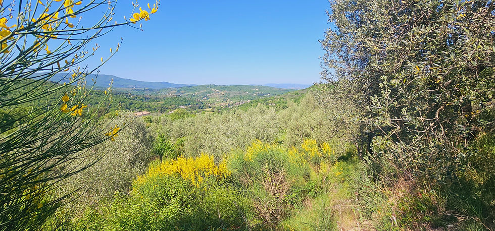 Miniatura: Terreno Agricolo Oliveto