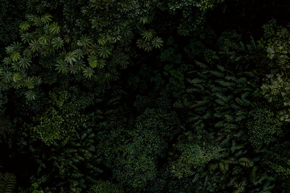 forests of arunachal pradesh.jpg
