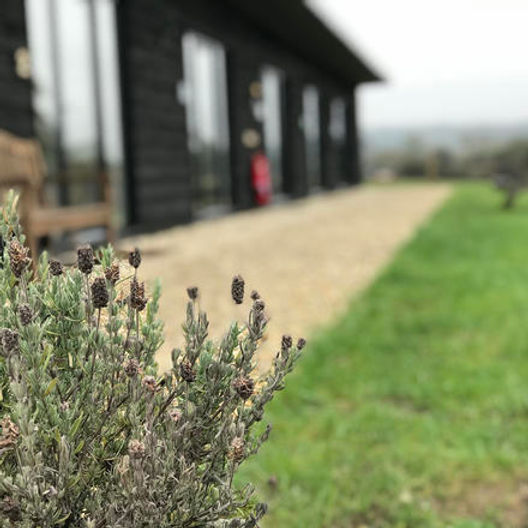 turville studios pic lavendar fade out.j