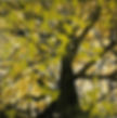 'Beech IX'9-10