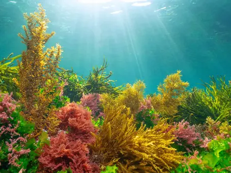 How algae protect themselves from sunlight. 🌞