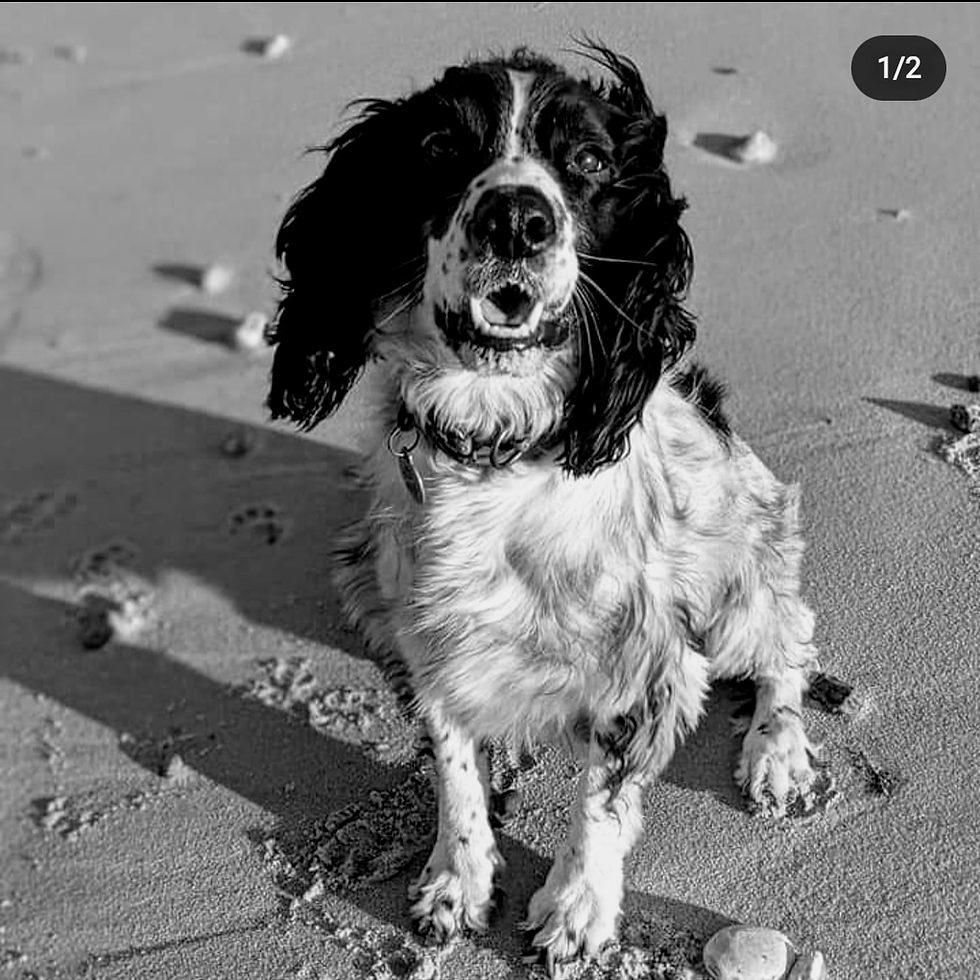 Dobby