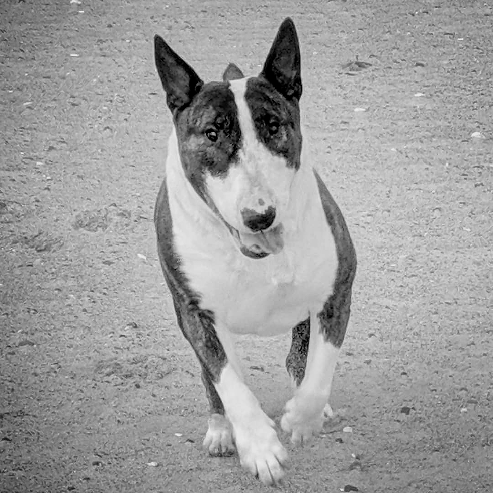 Max