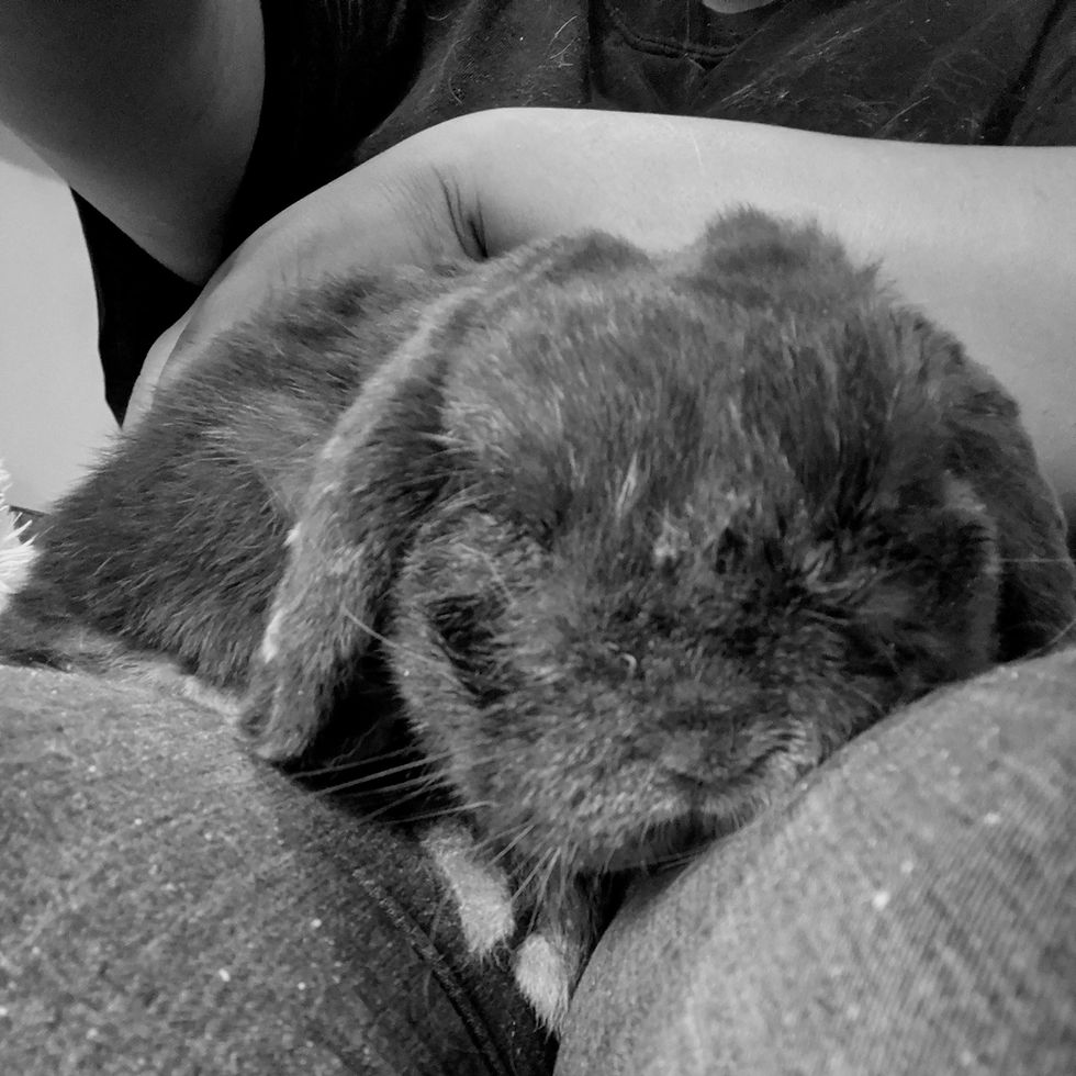 Little Bunny