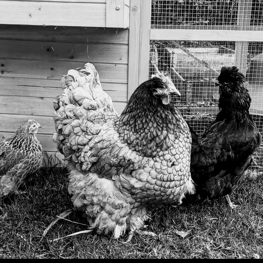 The Chicks