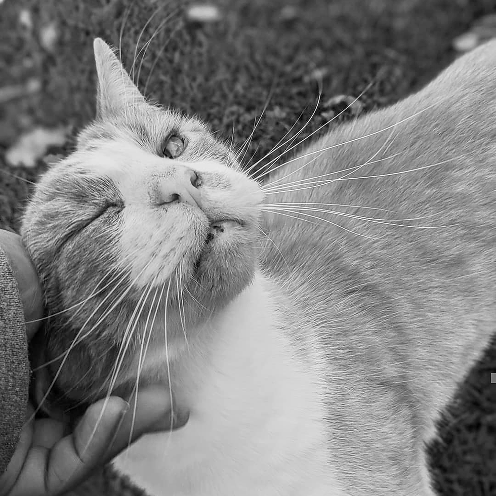 Merlin
