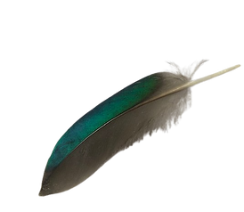 green feather