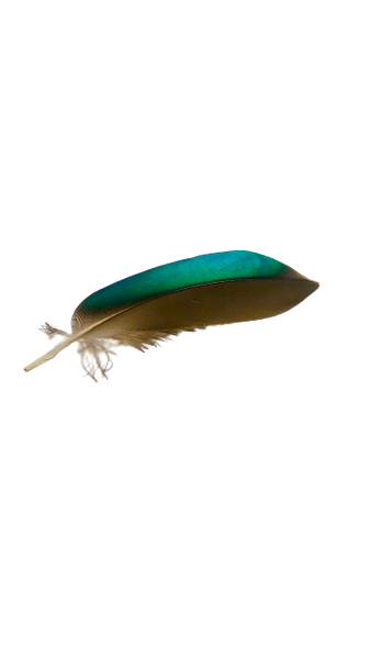 bright green feather