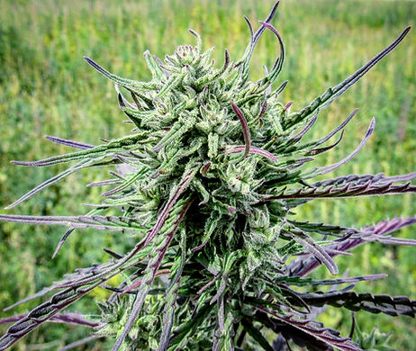 Hemp Plant CBD Oil USA