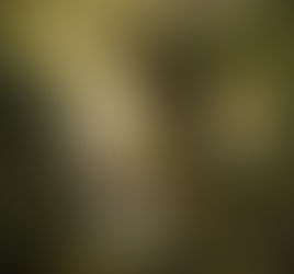 Massive ancient oak tree rising from a moss-covered forest floor beside a clear flowing stream, illuminated by soft golden sunlight filtering through a lush green canopy, majestic untouched nature landscape representing divine greatness.