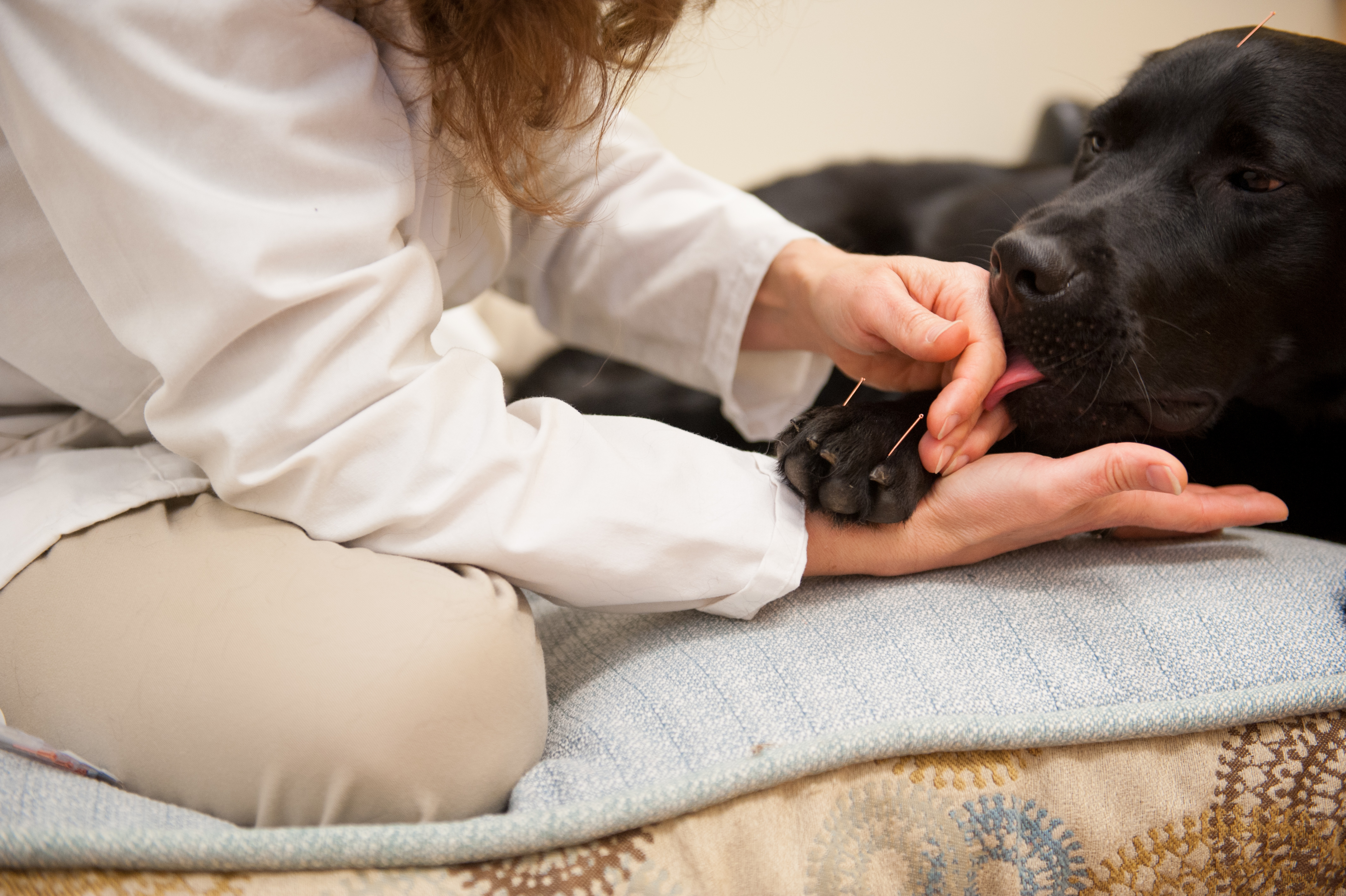 Four Paws Veterinary Holistic Service