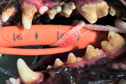 Dog teeth with dental disease tartar and gum disease