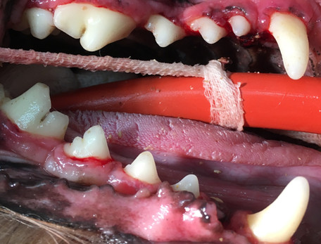 Clean white dog teeth canines