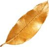 home-section-1-foglia01.png