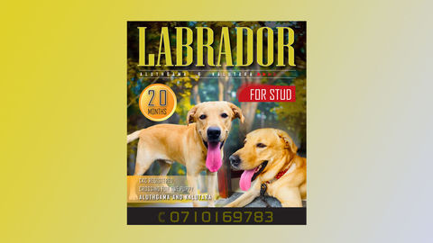 Labradoor Ads.jpg