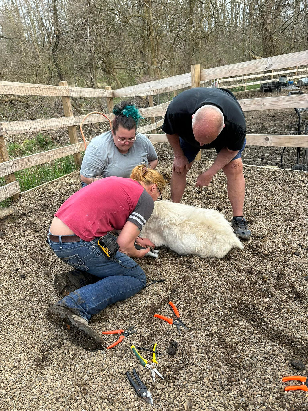 Learn to Trim Goat Hooves at Whispering Acres