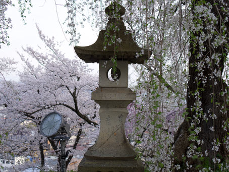 Sakura Blossoms in Japan