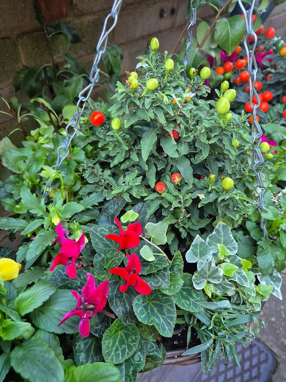 Thumbnail: 14" freshly planted hanging basket