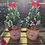 Thumbnail: Decorative mini potted picea tree planter 