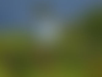 CONAF lanza libro sobre la flora nativa delParque Nacional Archipiélago Juan Fernández