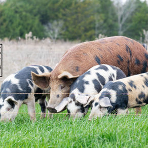 Buying Meat Directly from a Farm (and how a whole hog compares to half a cow)