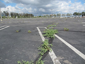 parking lot.jpeg