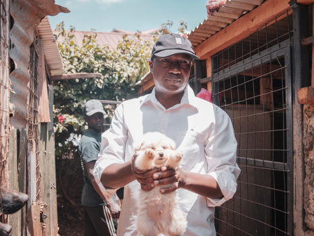 A Tale of Loyalty: The Life-Changing Benefits of Being a Dog Owner.