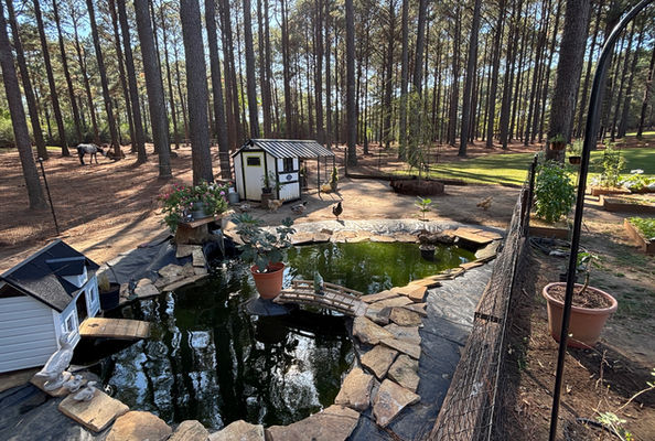 Transforming a Small Horse Farm into a Permaculture Ecosystem