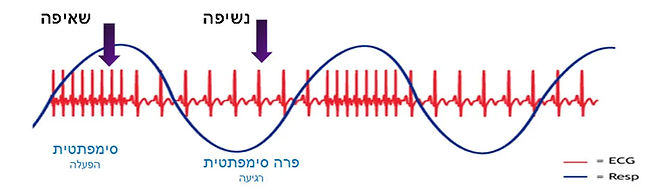 קצב לב - נשיפה שאיפה.jpg