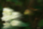Edelweiss en vadrouille