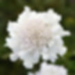 Scabiosa Flutter Pure White