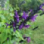 Salvia guarinitica Bodacious Hummingbird Falls