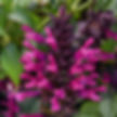 Salvia hyb Plum Crazy