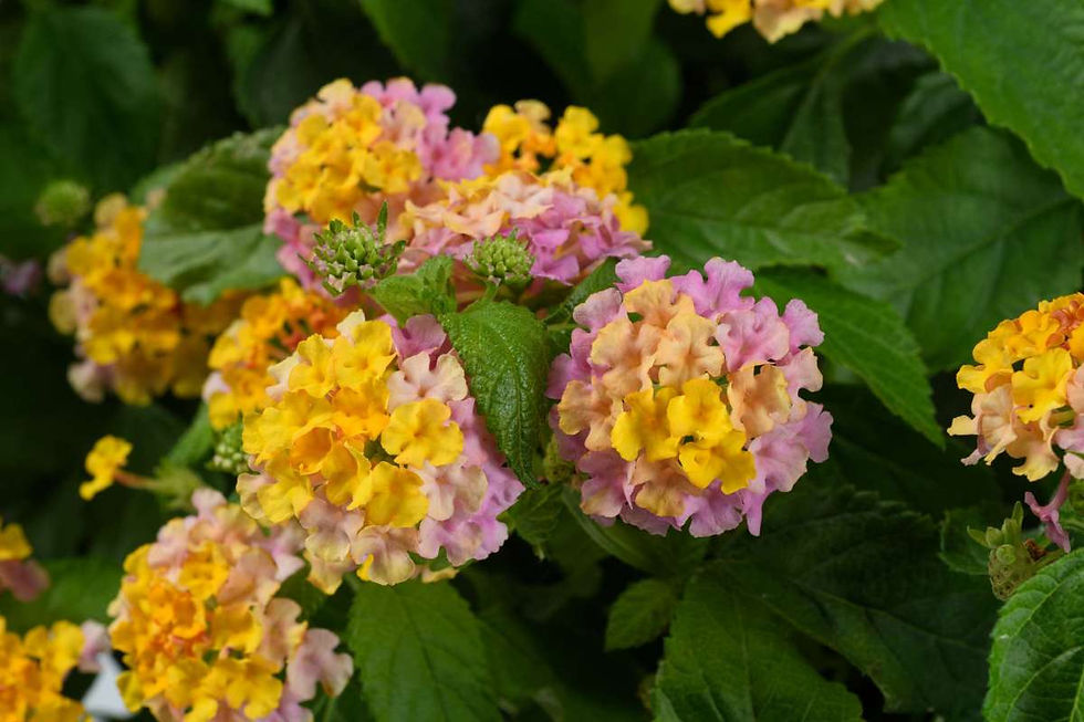 Lantana camara Gem Compact Rose Quartz
