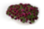 Calibrachoa Caliloco Dracula