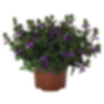 Scaevola Scala Capello Purple