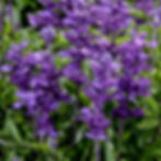 Salvia farinacea Cathedral Purple