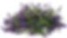 Salvia Bodacious Hummingbird Falls Blue