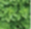 Basil Boxwood