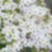 Heliotropium Marino White
