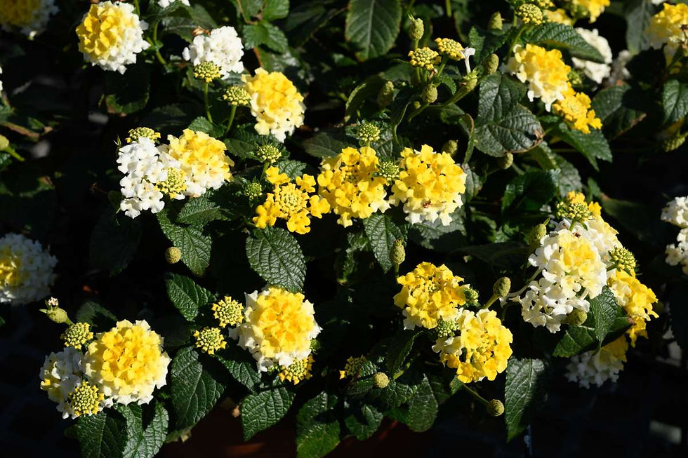 Lantana Gem Compact Yellow Topaz