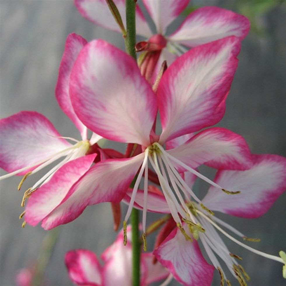 Gaura Rosy Jane