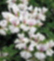Geranium Glacier White