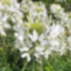 Cleome Sparkler White 2.0