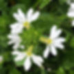 Scaevola Scalora Pearl
