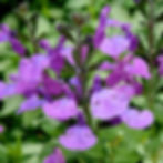 Salvia x jamensis Cool Violet