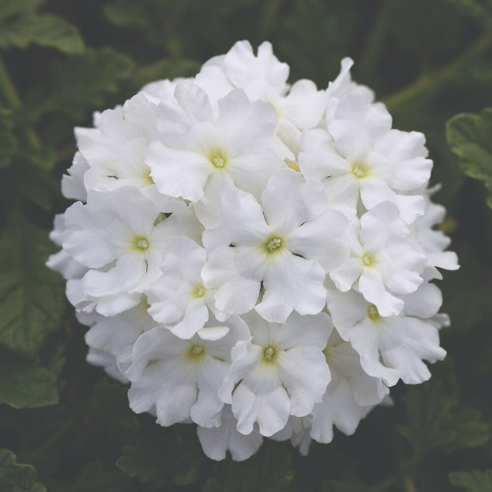 Verbena Endurascape White