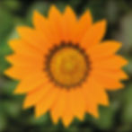 Gazania Big Kiss Orange